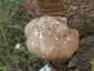 Nyírfa-tapló (Fomitopsis betulina), Dél-Pest